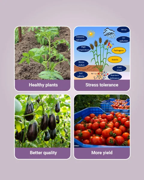 Tareef Plant Growth Regulator – Gibberellic Acid for Flowering & Higher Yield - Image 2