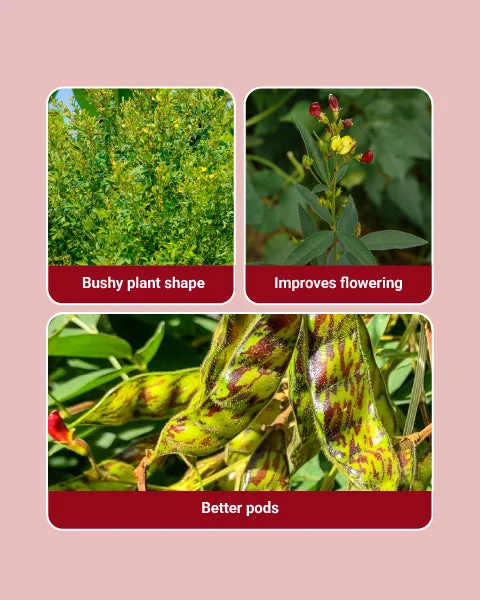 Vidyut Growth Regulator (Paclobutrazol 40% SC) - Improves Plant Growth - Image 2